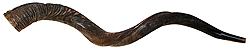 Natural - Yemenite Shofar