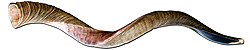 Half Polished - Yemenite Shofar