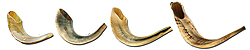 Shofars con Cuernos de carnero  Pulido