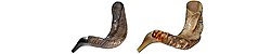 Jericho Rams Horn Shofar